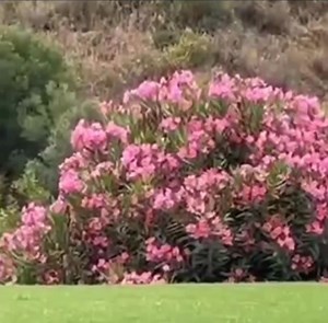 41K views · 483 reactions | Snake Prank on the Golf Course. | Dj Jazzy D (The GrooveMaster) | Facebook