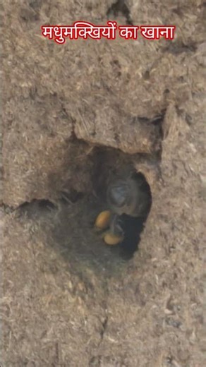 मधुमक्खी अपने खाना शहद बनाने के लिए फूल से पोलन लाती हुई