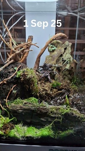 30 days after building our #terrarium #strangerthings