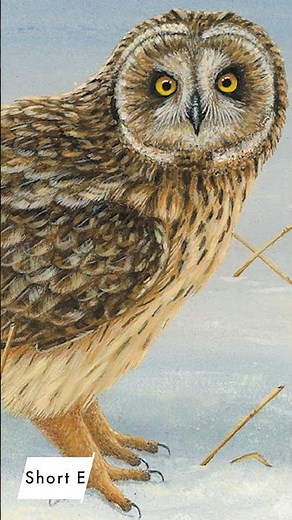 Owls of Britain 🦉Listen to the hoots & calls of UK owl species