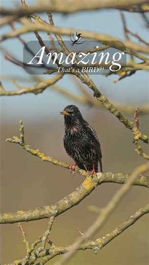 You Won’t Believe This Is a Bird 😳🎶 | Starling Courtship Song