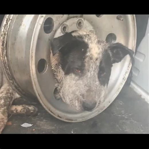 Gasping for Life: Dog Trapped in Tire Goes 5 Days Without Hope—[Full story in cᴑmments]👇 | Animal Lovers