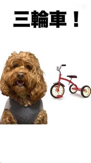 合体！！#cockapoo #shorts