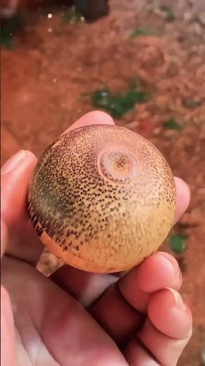 Palm tree wood #woodscraft #wood #carpentry