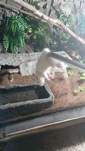 Liasis mackloti feeding #snake #exoticpets #snakefeeding #reptiles #reptilefeeding #liasis #liasismackloti #macklotspython | Andre Christanto | Facebook