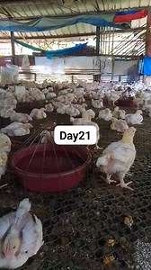 Nasa transition na tau mga boss mg finisher at starter🌾🌾❤️❤️🐣🐣 | Carlito Estabaya