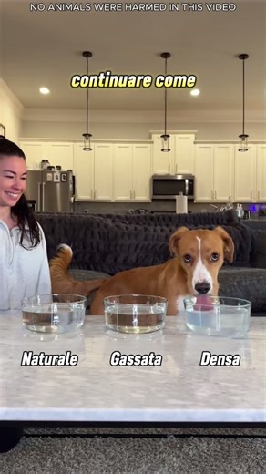 Cani che provano acqua strana… Le loro reazioni 😂🐶