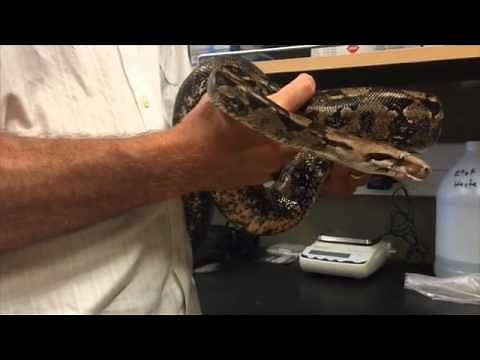 How Does A Boa Constrictor Kill Its Prey? Professor Scott Boback Explains