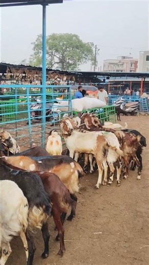 #jiyagudagoatsale #hyderabadindia #2026 #goatsale #trendingshorts #viralshorts #malwa #totaparigoat