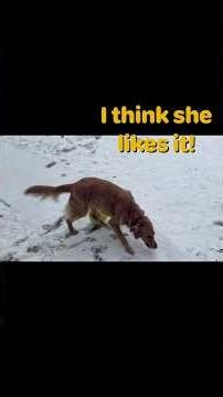 Luna’s first time in the snow. She loved it! #goldenretriever #dogvideos #doginsnow #funnydogvideos