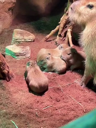 Capybaby Moments: Cute and Funny Capybara Compilation