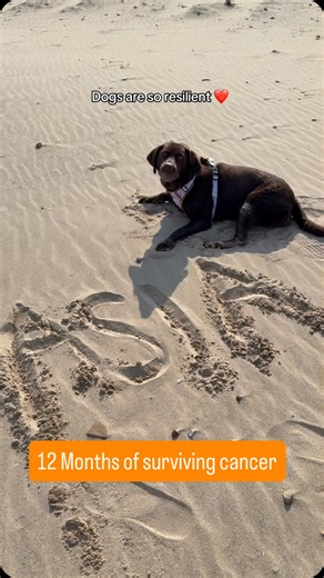 Asia the Choccy on Instagram: "Dogs are incredible and resillient, Asia's story will show you why- I'm not crying- you are! From a whimpering, sad and upset dog, confused why her leg was missing to a literal queen speeding faster than all the other pooches. Asia's story really shows just how adaptive dogs are, and how they don't let anything stop them. Let Asia be the inspiration you didn't know you needed. She was diagnosed with a histiocytic sarcoma- a type of cancer. It was a tumour in her pa