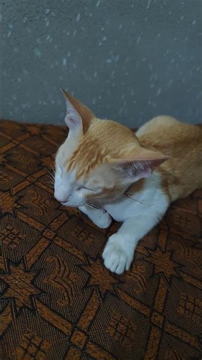 Kitty sleeping is burping #short video #cute #cat#funny