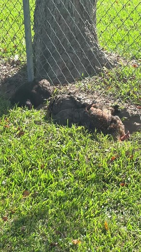 Random dust bathing 😃 #chickenkeeping #backyardchickens #littlebluehousehomestead