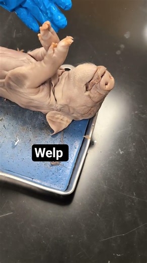 fetal pig 🐷🐖