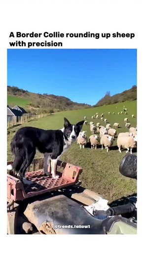 Films | Movies | Tv series on Instagram: "The post features a 60-second video of a black-and-white Border Collie expertly herding a flock of sheep across lush, hilly pastures towards a farm gate, showcasing seamless coordination without human intervention. Shared by @naseebullah088 , an account focused on nature and wildlife, it replies to a highly viral sheep-herding video from @Queen_primis , which has amassed over 6 million views and 9,700 likes since 20 December 2025. Border Collies' precisi