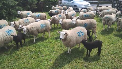 🐑THURSDAY 16th MAY🐑 📍Entry from Arwel Jones, Beidiog Ucha. 🔸30 Texel x hoggs with single Beltex Charmoise lambs at foot. | Ruthin Farmers Auction Co Ltd