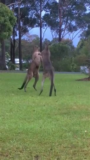 Two Kangaroos Fight Each Other