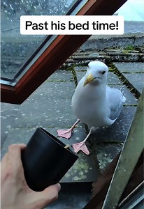 Seagull Steven: Past His Bedtime! Feeding Time