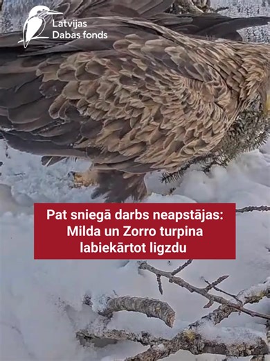 Šādai rosībai nav nepiemērotu laikapstākļu! 😄