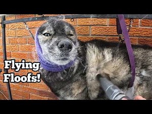 Can You Believe How Much Fur Came Off My Husky?