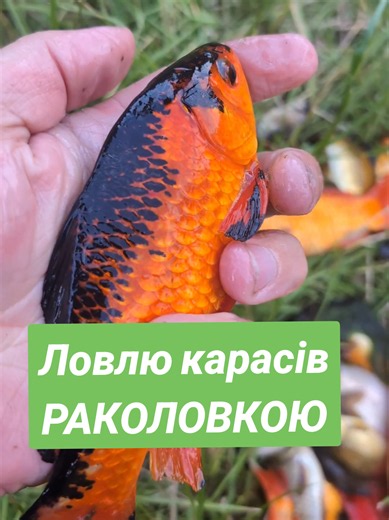 Ловлю карасів РАКОЛОВКОЮ Номер мого телефону у шапці профілю тік тока, пишіть мені на Вайбер чи Телеграм. Більше деталей про будівництво ставків дивіться на моєму Ютуб каналі Екостав #Екостав #раколовка #карасі #біоплато #ставок