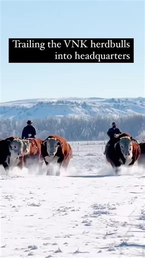 Hereford Bulls Overview: A Year in Review