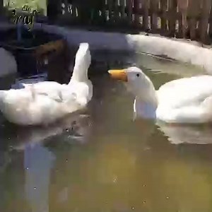 how to make duck pond at home easy way tricks   make duck pool  Small Wildlife Pond - Timelapse