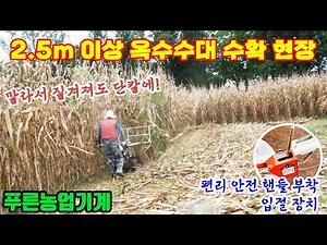 Cutting Very Tall Dried Corn Stalks - K-Green's Walk Behind Forage Mower