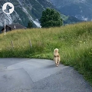 10K views · 634 reactions | These two dogs love hiking in the beautiful Swiss mountains   | Go Fetch | Facebook