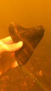 Diver finds MASSIVE shark tooth! #history | NCDiggins