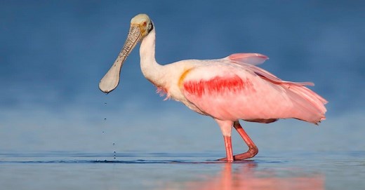 10 Fascinating Facts About Roseate Spoonbills