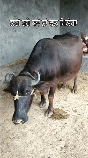 ਲਗੇ ਰਹੋ ਕਦੇ ਤਾਂ ਫਲ ਮਿਲੇਗਾ |||| #chachabhatijavlog #funny #cow#farming #villagelife #india #vlog
