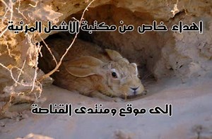 Rabbit outsmarts falcon.