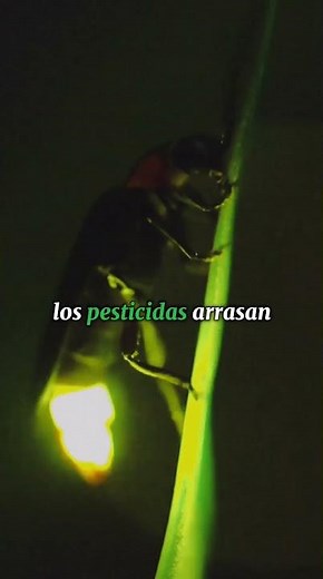 Por qué están desapareciendo las luciérnagas (y cómo podemos ayudarlas)