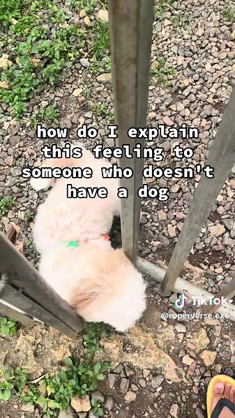 Understanding the Love for Maltese and Shih Tzu Dogs