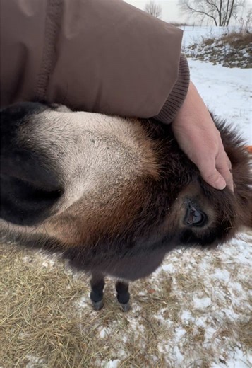 Meet Henry the Talking Donkey at Boggs Funny Farm