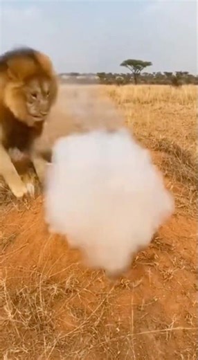 Lion’s Skunk Prank EXPLODES the Warthog Burrow! 😂🦁💨