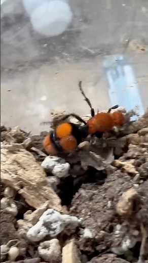 Red velvet ant (dasymutilla occidentalis)￼￼