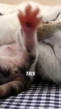 Signs Your Cat is Pregnant (Cat Pregnancy Symptoms)