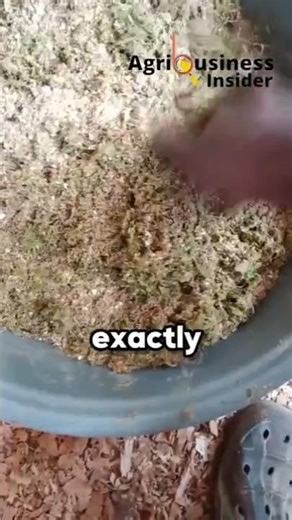 THIS Natural Powder TRIPPLED EGG LAYING in ONE WEEK! 100% NON STOP LAYING