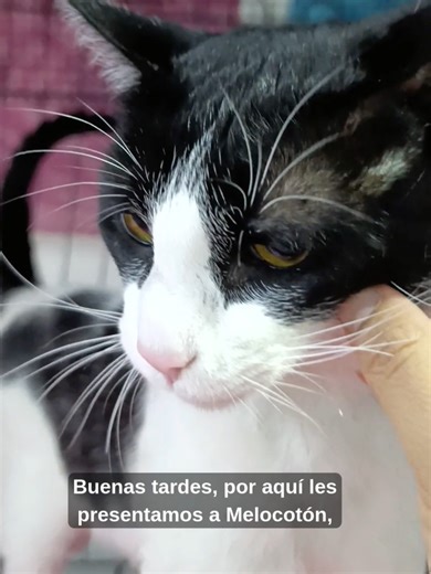 ¡Conozcan a Melocotón! 🍑🐾 Este gordito hermoso fue rescatado de las calles de Bogotá. A pesar de haber pasado días difíciles, es el gatito más amoroso y agradecido que podrías conocer. ❤️ Actualmente se encuentra en la Fundación Corazón Peludito. ¿Quieres ayudarlo? Puedes apadrinar a Melocotón. Si deseas ser su madrina o padrino, ¡escríbenos! 😻 📲 WhatsApp: (304) 366-6945 (310) 689-4861 #RescateGatuno #AdoptaNoCompres #Bogota #GatosBogota #FundacionCorazonPeludito #AyudaAnimal #RescateGatuno 