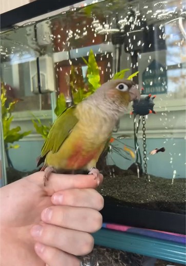 Angus.McBangus on TikTok