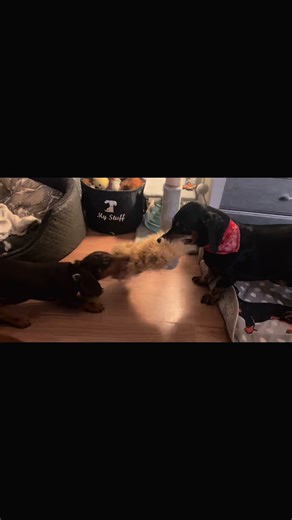 Rodney & Bruno’s world 🌍 (@sarahredman84)’s videos with Voodoo People - Pendulum Mix - The Prodigy