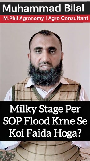 Is There Any Benefit of Flooding SOP at the Milky Stage in Wheat?