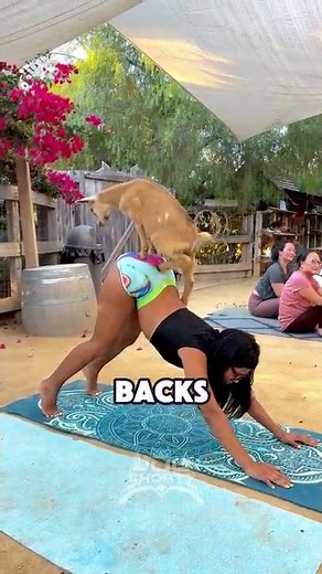Goats Take Over Yoga Class And It's Hilarious