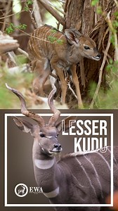 15K views · 200 reactions | Lesser kudus are known for their striking...