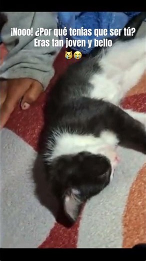 Cuando tienes el sueño pesado 😹🤣 #viralvideo #cat #funny #gatos