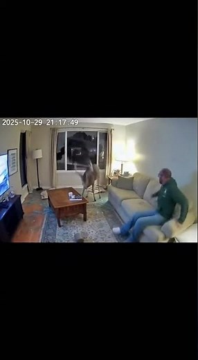 Deer Crashes Through Living Room Window!