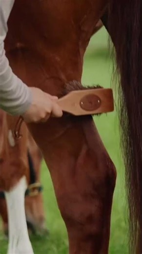 Borstiq Farm islænderbørste/hovbørste - hos Lundemøllen